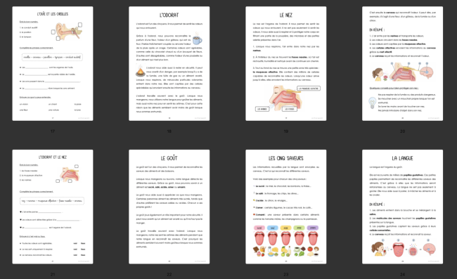 Dossier : les 5 sens 